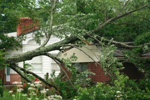 Fallen Tree | Dangerous Tree Removal