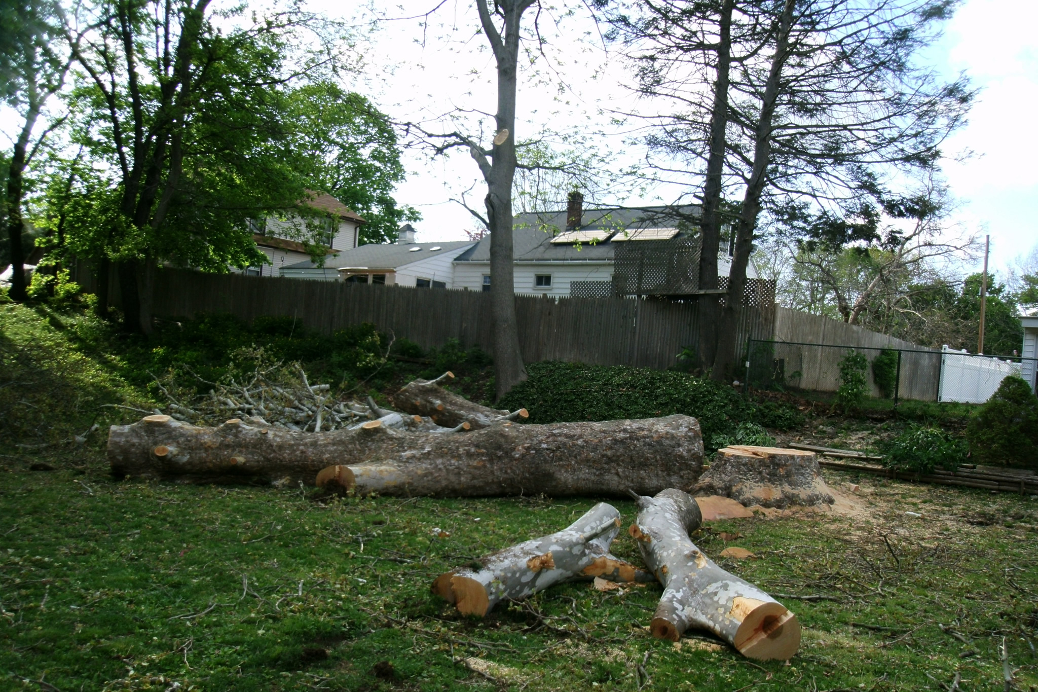 Tree Removal | Large Tree In Pieces